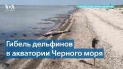 Война в Украине привела к гибели тысяч дельфинов 