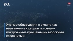 В океане нашли «дворец из слизи»