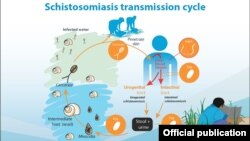 Schistosomiasiaသုတ်ကောင် ကူးစက်ပုံအဆင့်ဆင့် 