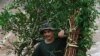 In photo taken Friday, Aug. 19, 2011, a Shan man carries trees he dug from the forest to replant at his home along a dirt road in Doi Tai Leng in southern Shan state, Myanmar. 