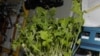 Mizuna lettuce growing aboard the International Space Station. Image credit-NASA