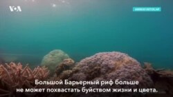 Жизнь Большого барьерного рифа