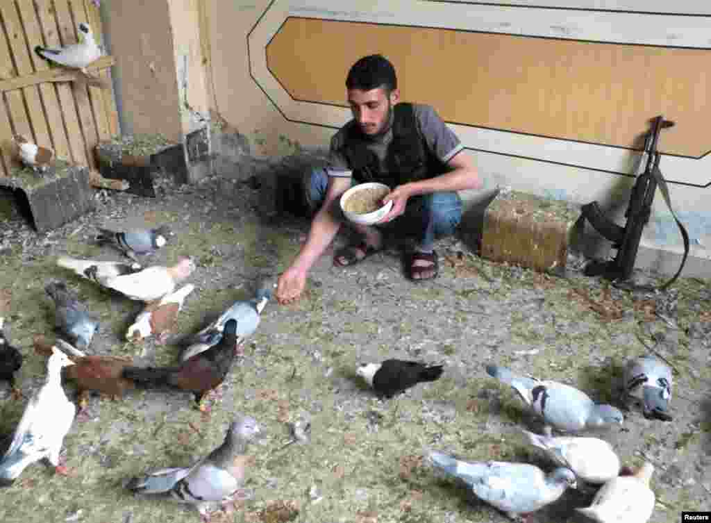 A Free Syrian Army fighter feeds pigeons in Homs, May 26, 2013.