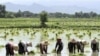 myanmar farmer