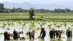 ဝါးခယ်မလယ်သမားတွေ မျိုးစပါးအတွက် ငွေချည်းဖို့ အခက်တွေ့