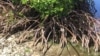 Mangroves excel at capturing and storing carbon.Credit: Stefanie Simpson